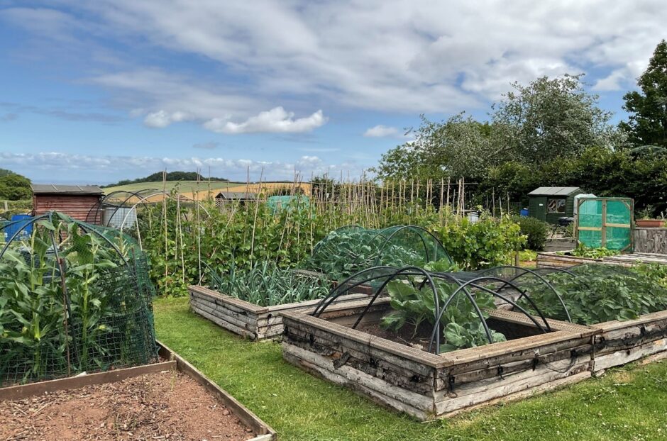 Allotments july